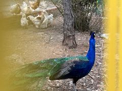 -丽泽山庄·生态怀柔菜·虹鳟鱼(红螺寺店)