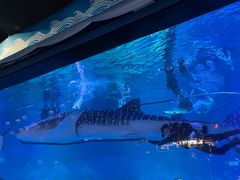-烟台海昌鲸鲨海洋公园