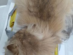 -纳吉亚猫专科动物医院博雅分院