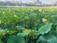 -莲花池公园