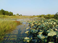 -鄱阳湖国家湿地公园