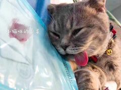 -伟伟宠物医院·CT影像中心·瑞派犬猫综合性门诊(汉口总院)