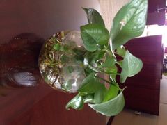 茉莉花假日酒店-苏州茉莉花酒店
