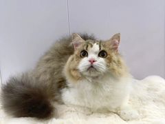 -爱洗澡的猫(望京店)