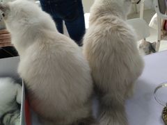 -喵的天空名猫咖啡馆·撸猫·猫舍·用品