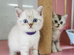 -三花喵·撸猫购宠·宠物生活馆(虹桥南丰城店)