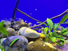 -上海海洋水族馆