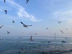 -星海湾跨海大桥