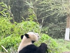 -都江堰中华大熊猫苑
