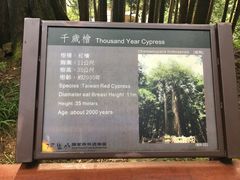 -阿里山神木遗迹