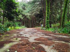 -铁山坪森林公园