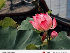 -古大圣慈寺