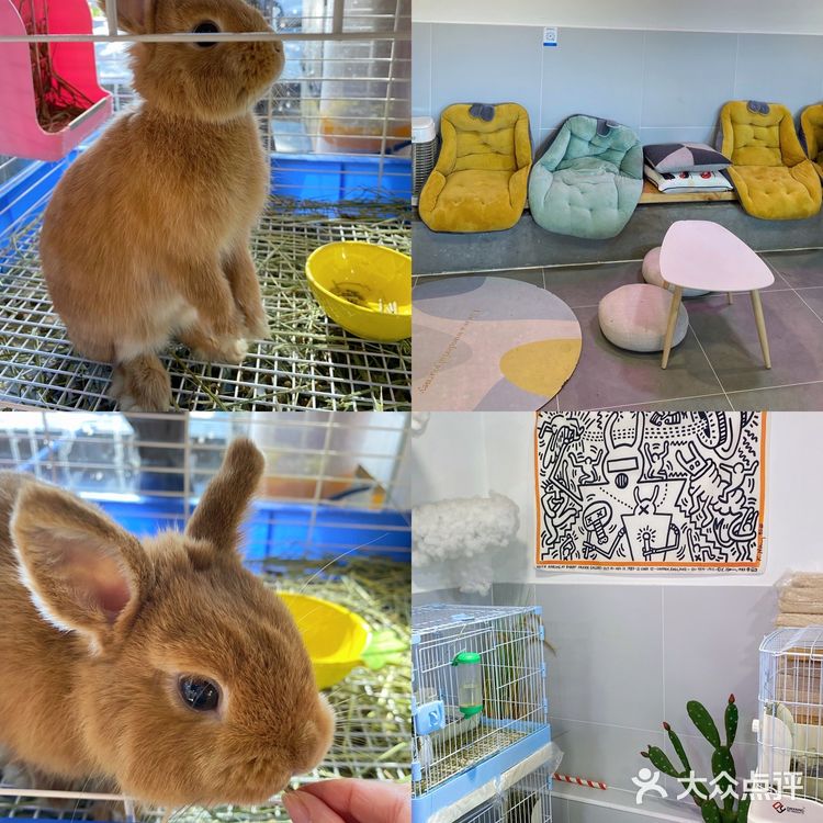 北京探店｜在后海街边遛兔子🐰