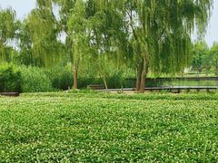 -北龙湖湿地公园