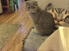 -猫色咖啡·猫咖
