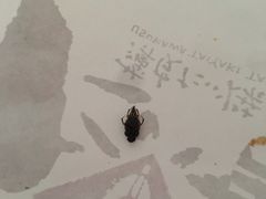 -粉粉乐鲷鱼烧(美罗城店)