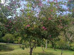 -中国科学院西双版纳热带植物园