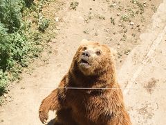 -新疆天山野生动物园