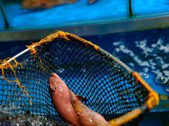 -旗鱼海番村(Orang Asli)