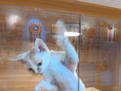 -猫十亿·布偶金渐层·曼基康矮脚猫舍(青年路店)