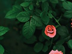 -三圣花乡旅游区