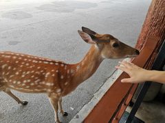 -清迈夜间动物园