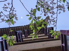 -武汉大学-樱园