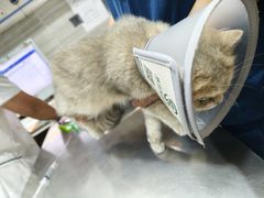 -瑞派名望志远动物医院·猫科·內科·异宠专科(直港大道店)