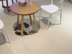 -藏猫猫咖啡主题馆(中央大道店)