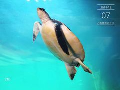 -广东惠东海龟国家级自然保护区