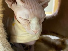 -藏猫猫咖啡主题馆(中央大道店)