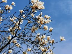 -大觉寺-停车场