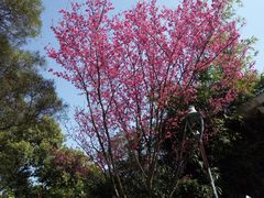 -金鸡山公园
