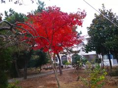 -日照海滨国家森林公园