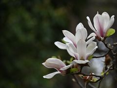 -成都市文殊院