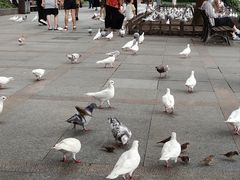 -西湖游船