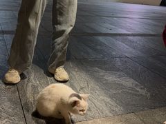 -瑞鹏宠物医院·骨科·猫科·内科(第一中心)