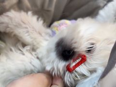-联合动物医院(光谷诊疗中心)