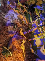 -恐龙探索乐园(磁器口店)