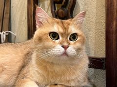 -Silly Dog Coffee(滨江店)