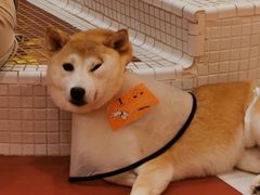 -和它·交个朋友·狗咖猫咖(爱琴海店)