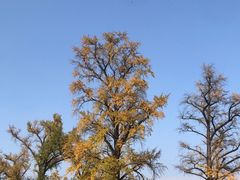 -千年银杏谷文化旅游区