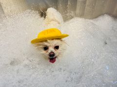 -PETKIT 小佩宠物·低压洗护·美容·寄养(安远店)