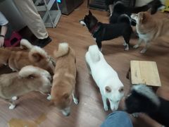 -柴犬高等学院·狗咖·柴犬售卖·宠物训练