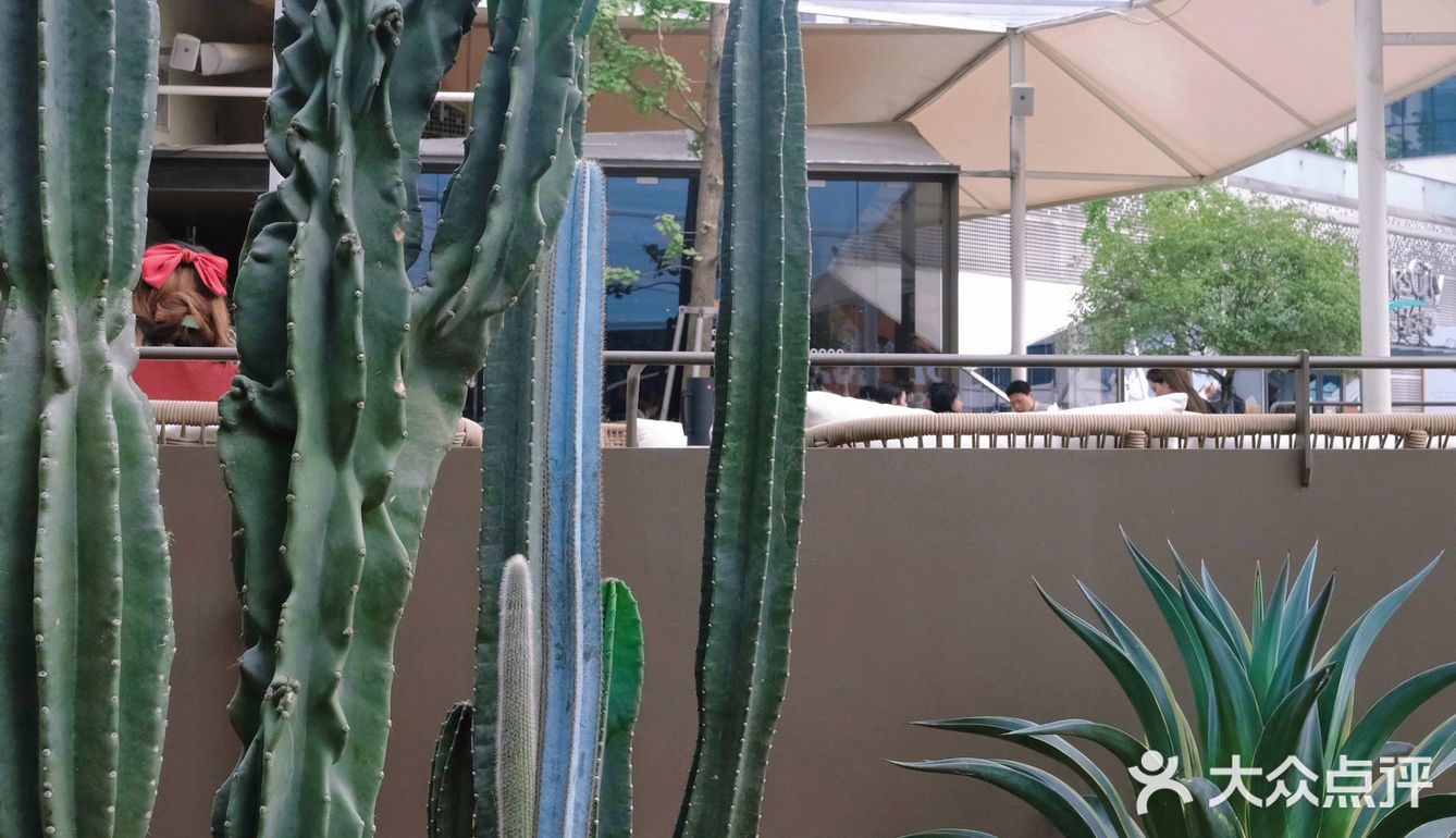 向日葵在成都｜广场上喷泉旁日落里的浪漫约会餐厅⛲️