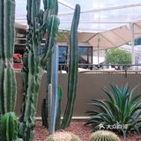 向日葵在成都｜广场上喷泉旁日落里的浪漫约会餐厅⛲️