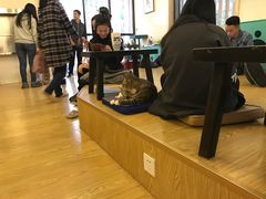 大堂-萌喵宠狗爱心宠咖