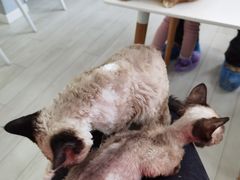 -喵的天空名猫咖啡馆·撸猫·猫舍·用品