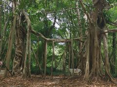 -中国科学院西双版纳热带植物园