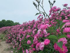 -龙寺生态园